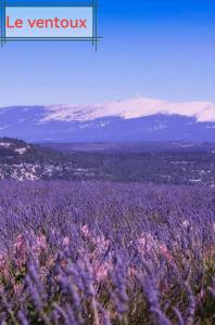 B&B / Chambres d'hotes NUIT DANS LA PORTE DES ETOILES glamping en luberon : photos des chambres