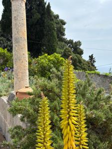 Villa Anica Dubrovnik - luxurious with a sea view