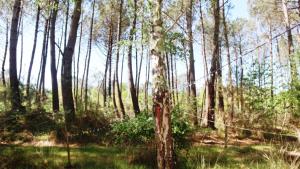 Chalets Tiny House Boho Ocean : photos des chambres