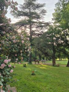 Lodges Marcart, sur le sentier du Miosson Saint Benoit : Chambre Double - Vue sur Jardin