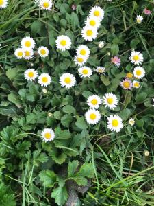 Polonezköy butik bahçeli ev