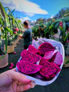 Villa Koulouridi Agritourism