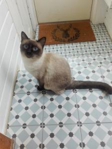 Viinikan Tähti lemmikkiystävällinen kotimajoitus