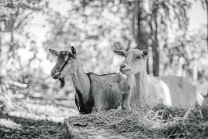B&B / Chambres d'hotes Le Moulin d'Ande : photos des chambres