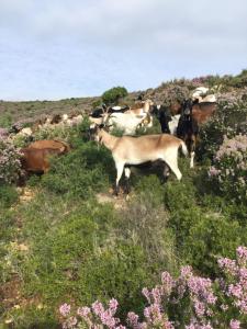 Maisons de vacances La Ferme des Chevres : photos des chambres