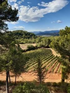 Sejours a la campagne Gite sur un domaine viticole en agriculture biologique : photos des chambres