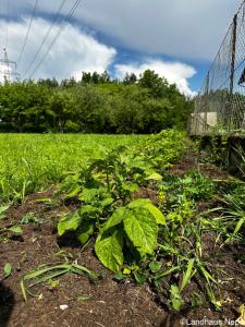 Landhaus Nepo - Appartement 4