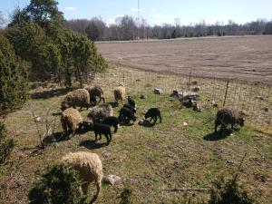 Põllu talu puhkemajake