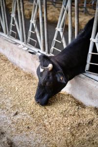 Chambre dhôtes au coeur de la Ferme de la Porte en Aix pour 2