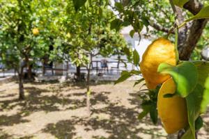 Lemon Trees Rooms & Studio