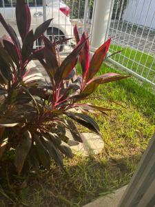 Casa Seiva Ixtapa - Villas Palmasol