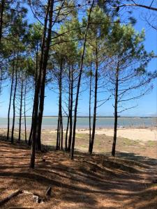 Maisons de vacances Le petit chai classe de tourisme 3 etoiles hyper centre La Tremblade : photos des chambres