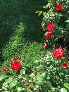 Gogo Moustache Guest House