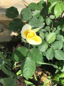 Gogo Moustache Guest House