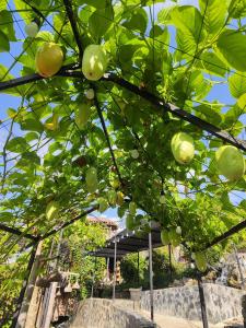 Khu sinh thái Ecolodge Kê Nênh Điện Biên