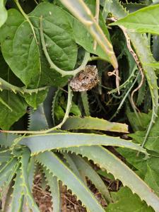 A Casa di Titti - Goelba