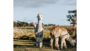 Bush Retreat 1 by Tiny Away