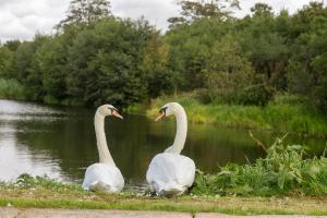 Florida Manor NI - Meadow Green