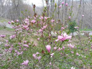 Timber Lodge989 El Miner