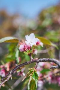 Newly opened special price ,Traditional Japanese house 130 m2 private,3 bedrooms,Fountain,Zen Japanese garden,2 free parking spaces