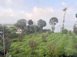 Beverly Hills Vagamon