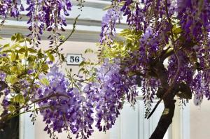B&B / Chambres d'hotes Wisteria : photos des chambres