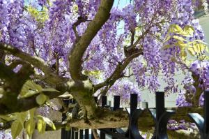 B&B / Chambres d'hotes Wisteria : photos des chambres