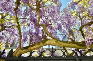 B&B / Chambres d'hotes Wisteria : photos des chambres