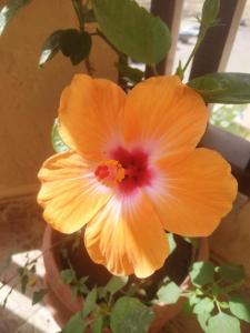 Turtle beach apartment