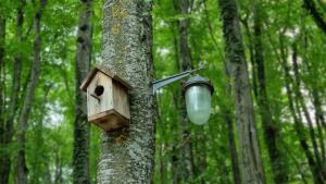 Cottage in Tskhvarichamia forest