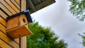 Cottage in Tskhvarichamia forest