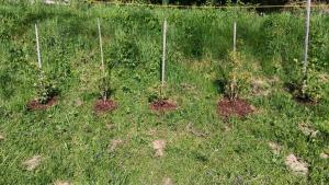 Biobauernhof Kräuter