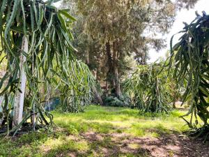 Tropical Garden Faliraki Rhodes