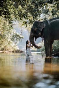 jungle safari home stay