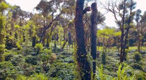 The Perch -Entire house. A Coffee Lovers Paradise