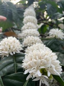 The Perch -Entire house. A Coffee Lovers Paradise