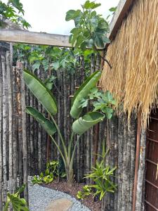 Afrikan Krisant Tenerife, Casa Rural Ecologica