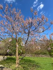 Parádsasvári Sasfészek