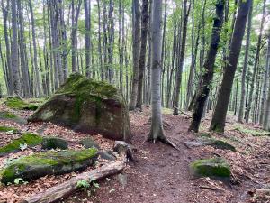 Parádsasvári Sasfészek