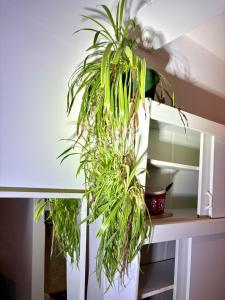 Balkonwohnung Graz neben Mol-Bio