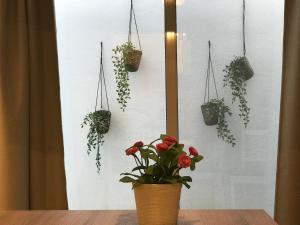 Opera House - Zona Petruzzelli