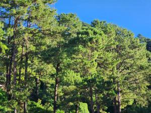 Irenes Place Baguio Transient