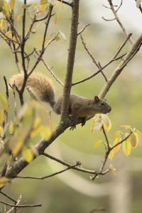 Ibuku Hotel Guatapé - Chalets