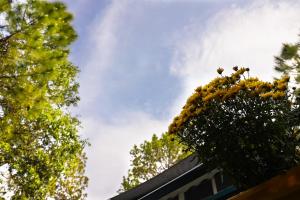 Four Luxury Tents in Majkhali