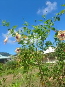 La Banane Rouge Self Catering