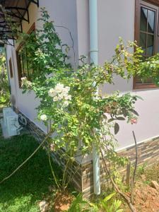 La Banane Rouge Self Catering