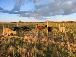 Stora Beddinge Guesthouse