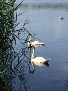 Lodges Lodging Le Lac : photos des chambres