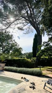 Santolines en Provence