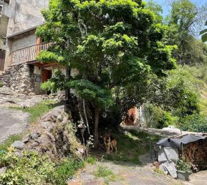 Maisons de vacances Mountain house Junac : photos des chambres